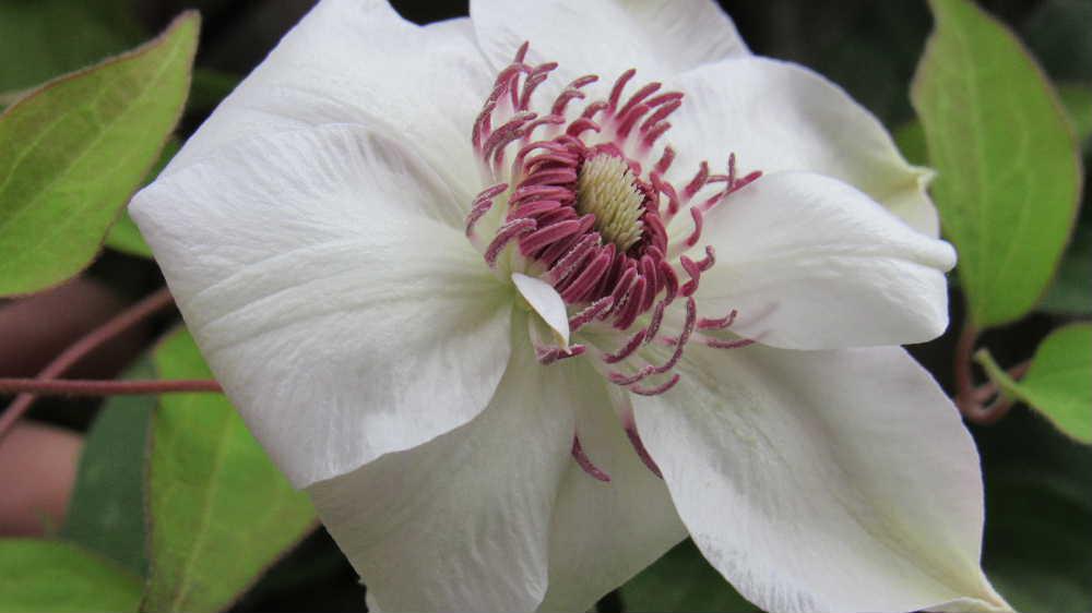 庭に花とも実ともわからない奇妙な格好の花の終わった「クレマチス」　そばには四季咲きの白い「クレマチス」も花も咲いています　昨日の猛烈な雨　今日は夏日になりそうな晴れとコロコロ変わる天候でが朝晩はすっかり涼しくなり秋が深まってきました　花から実へ　草花も季節の変わり目です
