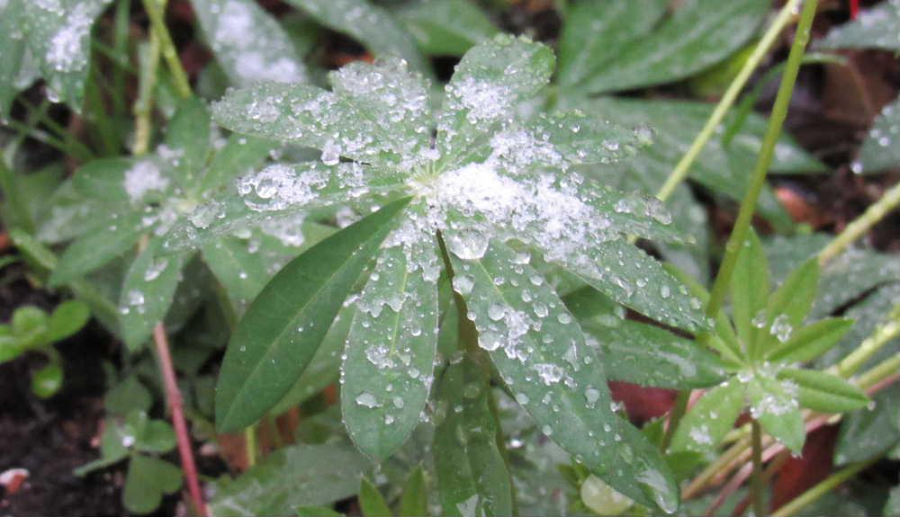昨夜から雪が降り始め今朝はうっすらと雪が積っています　ついに山形県にも雪が降りました　我が家から見える十分一山が紅葉から一夜にして雪を冠った山に代わりました　暑い夏の後の短い秋が過ぎ冬になりました　雪囲いだけでなく冬用タイヤの交換や除雪機の点検など急ピッチの冬の準備に大わらわです　でもまだ雪は積もってほしくありませんね