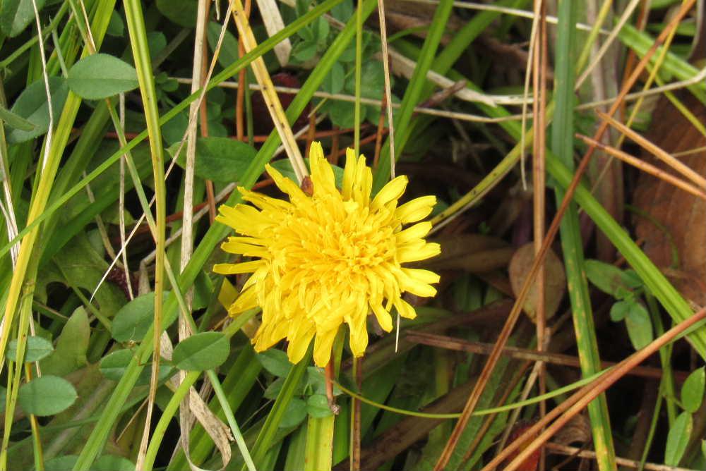 今年はもう花を見ることができないのだろうかと花を探しながら歩いていると 鮮やかな黄色のタンポポを見つけました 雪が降った後に気温が少し高くなり1年中咲いているタンポポが開花したのでしょうか 散歩は「マーちゃんの花暦」のネタ探しです 花に出会うと嬉しくなります 雪が積るまでもうちょっとだけ花の開花を伝えられればと思います