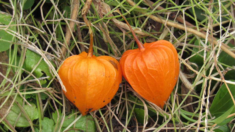 散歩途中でオレンジ色の花かなと思い近づいてみるとなんと茎の枯れた枝先の「ホオズキ」でした すでに何回か雪を受けていますが色もあせずにしっかりと実を残していました 秋の名残りの「ホオズキ」もまもなく雪の下に埋もれてしまいます