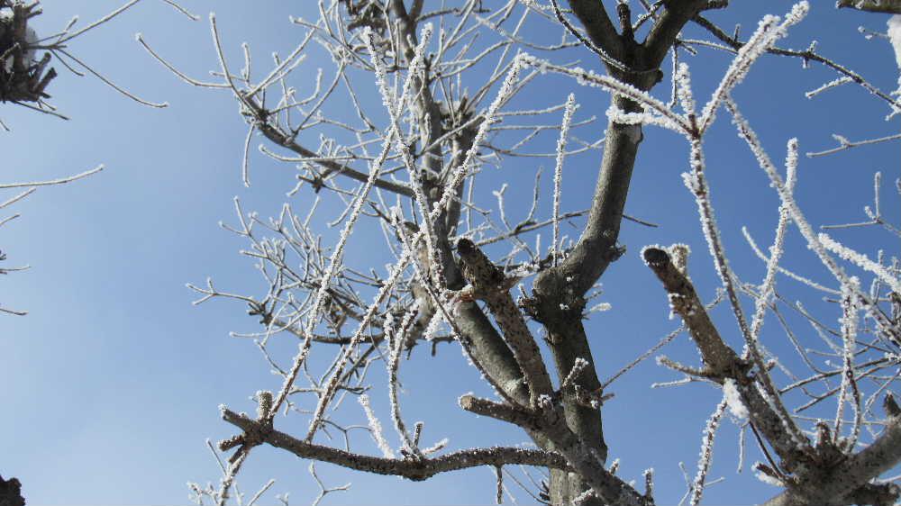 とても寒い朝でしたがようやく日差しも見えてきました 冷え込みで木々の枝先には霧氷が付き冬の趣を醸し出してくれています 雪がなく冷え込んだ晴れた朝によく見ることが風景です つかの間の早春のような陽ざしに照らされキラキラと輝き小さくきれいな花のようです