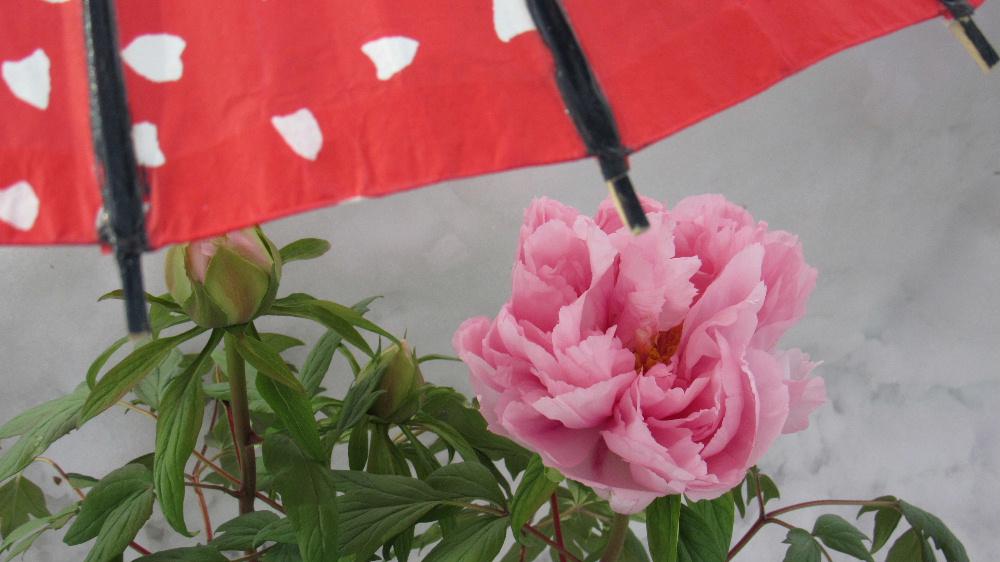 花の少ない冬を彩る高畠町の「冬咲きボタン祭り」に行ってみました 好天に恵まれあたたかな陽ざしのもとで70鉢のほどのボタンの花を楽しみました 島根県で育てられたボタンです 八束町の名前を冠したボタンが3鉢ありましたが南陽市の民話の語り部の第1人者だった多勢久美子さんが移住した町が八束町ですので島根に行ったことがありませんが多勢さんを思い出しました 雪の中の花もいいですね