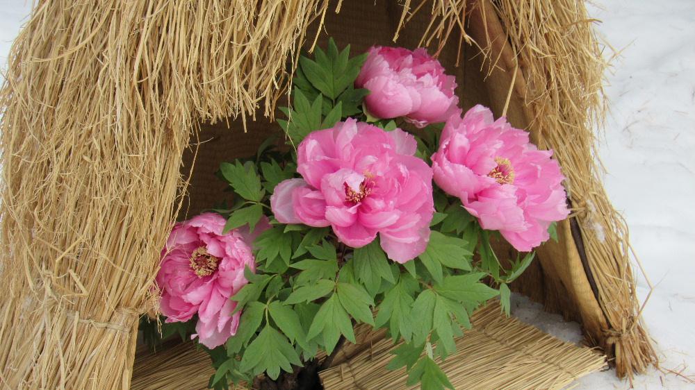 花の少ない冬を彩る高畠町の「冬咲きボタン祭り」に行ってみました 好天に恵まれあたたかな陽ざしのもとで70鉢のほどのボタンの花を楽しみました 島根県で育てられたボタンです 八束町の名前を冠したボタンが3鉢ありましたが南陽市の民話の語り部の第1人者だった多勢久美子さんが移住した町が八束町ですので島根に行ったことがありませんが多勢さんを思い出しました 雪の中の花もいいですね