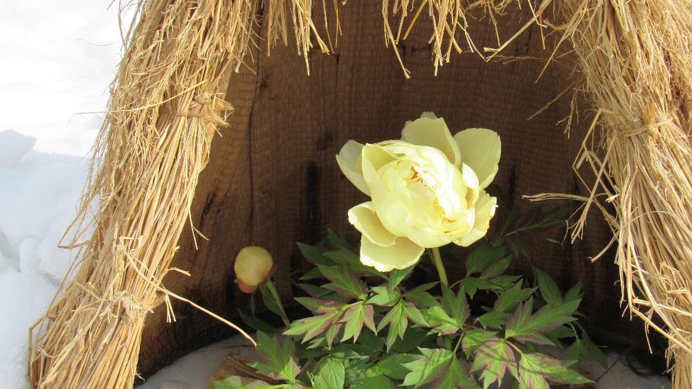 朝から青空が広がり春の到来をつげるかのような天候になりました 気温もかなり高くなりそうで一気に雪が融け出しそうです 昨日に続いて『冬咲きボタン祭り」で撮ったボタンを紹介します 「これがボタン?」と思われる花です 待ち焦がれる春を先取りするような花です