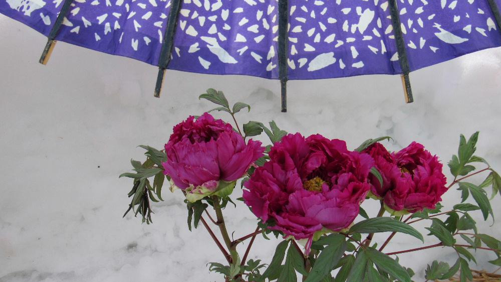 朝から青空が広がり春の到来をつげるかのような天候になりました 気温もかなり高くなりそうで一気に雪が融け出しそうです 昨日に続いて『冬咲きボタン祭り」で撮ったボタンを紹介します 「これがボタン?」と思われる花です 待ち焦がれる春を先取りするような花です