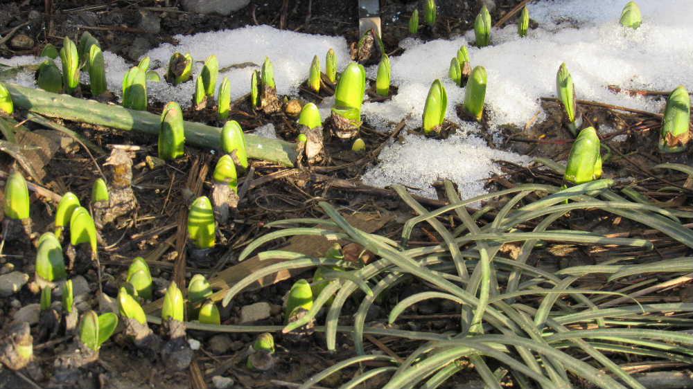 散歩道で日あたりのの良い軒下でスイセンがたくさん芽を出しているのを見つけました なんか春を見つけたような気持ちになり思わず盗み撮りです 昨日は温かな1日でしたが暖かい日が続くと花が咲きそうです 春が駆け足でやってきたような気持ちになりました