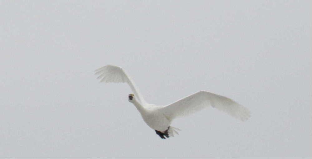 今日から3月です 朝からやわらかな日差しが降り注いでいます 白鳥も巣立の時を迎えているのでしょうか白鳥が飛んでいます 白鳥の飛んでいる姿を写真におめたくて必死に白鳥を追いました 首が痛くなるほどで何枚も撮った中の3枚です カメラで飛んでいる白鳥をとらえることが難しくなんとか飛んでいる白鳥を撮影できました 田んぼにはまだ灰色の子白鳥もいますので練習している白鳥もいるのでしょうか