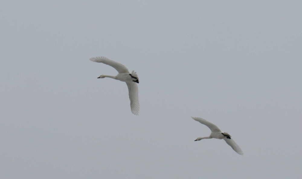 今日から3月です 朝からやわらかな日差しが降り注いでいます 白鳥も巣立の時を迎えているのでしょうか白鳥が飛んでいます 白鳥の飛んでいる姿を写真におめたくて必死に白鳥を追いました 首が痛くなるほどで何枚も撮った中の3枚です カメラで飛んでいる白鳥をとらえることが難しくなんとか飛んでいる白鳥を撮影できました 田んぼにはまだ灰色の子白鳥もいますので練習している白鳥もいるのでしょうか