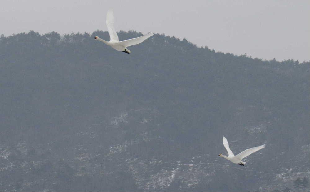 今日から3月です 朝からやわらかな日差しが降り注いでいます 白鳥も巣立の時を迎えているのでしょうか白鳥が飛んでいます 白鳥の飛んでいる姿を写真におめたくて必死に白鳥を追いました 首が痛くなるほどで何枚も撮った中の3枚です カメラで飛んでいる白鳥をとらえることが難しくなんとか飛んでいる白鳥を撮影できました 田んぼにはまだ灰色の子白鳥もいますので練習している白鳥もいるのでしょうか