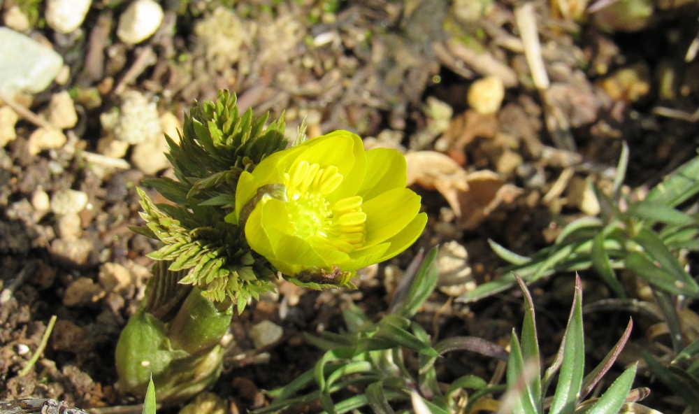 我が家の庭の春一番「福寿草」が一輪咲いてくれました 数日来の暖かい気温に我が家の雪もすっかり消え草花もぐんぐん伸びてようやく花を咲かせてくれました これからは庭いじり土いじりが出来そうで楽しみです 待ちに待った弥生3月春がやってきました