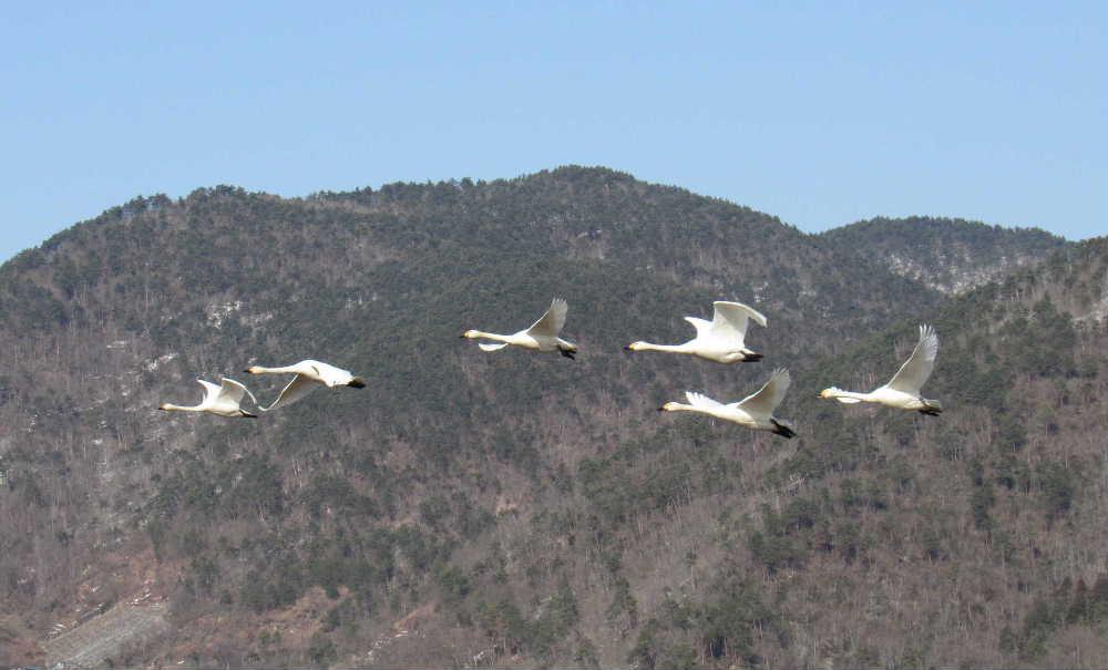 一昨日に散歩で出会った白鳥の群れにそーっと近づいたのですが白鳥は一斉に飛び立ちました 必死でカメラで追った時の一枚です 昨日 今日と寒い日が続き 冬と春を行きつ戻りつ春を迎えるのでしょうか 季節を敏感に感じる植物や生き物たちが春を知らせてくれています