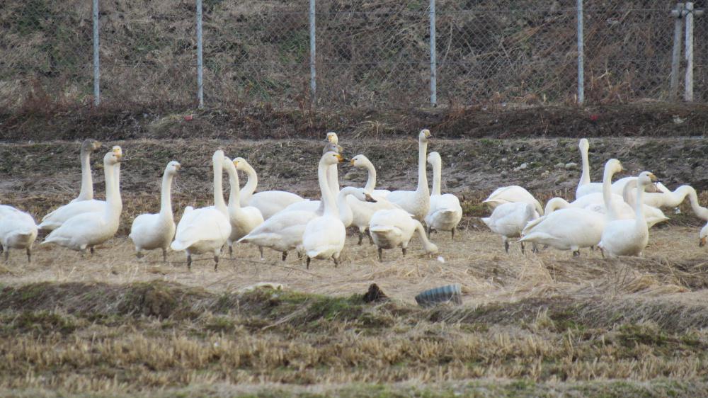 散歩していると遠くの田んぼの奥に白い帯のようなものが見えました どんどん近づいていくとなんと白鳥の群れで2~300羽はいるでしょうか さらに近づき写真を撮り始めてまもなくカメラのバッテリーの充電切れが表示され撮影できなくなりました あわてて予備のバッテリーをとケースを探すとなんと自宅で充電中で万事休す 充電切れの前にとったハクチョウたち群れです 北帰行の準備をしているのでしょうか田んぼで餌をついばんでいました