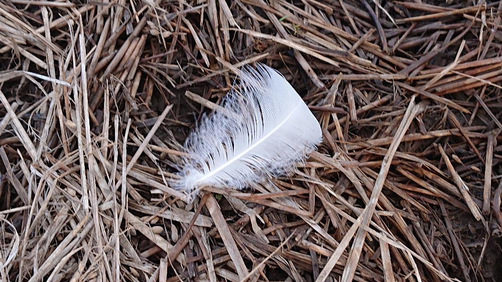 散歩していると遠くの田んぼの奥に白い帯のようなものが見えました どんどん近づいていくとなんと白鳥の群れで2~300羽はいるでしょうか さらに近づき写真を撮り始めてまもなくカメラのバッテリーの充電切れが表示され撮影できなくなりました あわてて予備のバッテリーをとケースを探すとなんと自宅で充電中で万事休す 充電切れの前にとったハクチョウたち群れです 北帰行の準備をしているのでしょうか田んぼで餌をついばんでいました