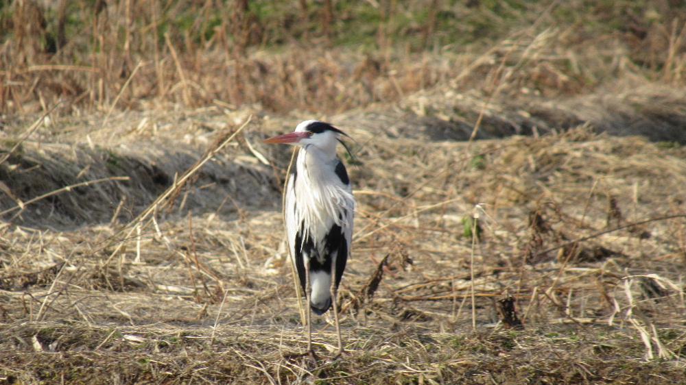近所の田んぼに見慣れない鳥が立っていました 少し近づいてもじっとしています 黄色のくちばしや長い顎髭や太い眉のような羽と見たこともないと鳥でした 調べてみると「アオサギ」ではないかと思われます これまでサギといえば白い白鳥にような鳥と思っていたのでこの「アオサギ」に驚いて撮った一枚です 住宅地の近くでこんな鳥を見ることができることに驚きです