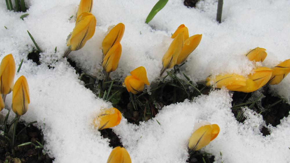 うっすらと雪が積もりせっかく咲いたクロッカスも雪に包まれています 昨夜からの強風が今も吹いていますが今は少し穏やかになりました これから晴れてきそうですがすっかり春とは言えない今朝の様子です