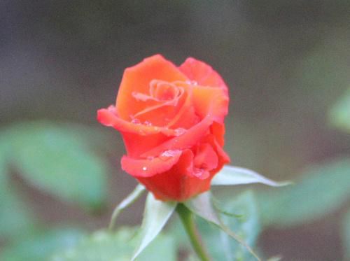 上皇后の名前を冠したバラ「プリンセスミチコ」オレンジから真っ赤な色に