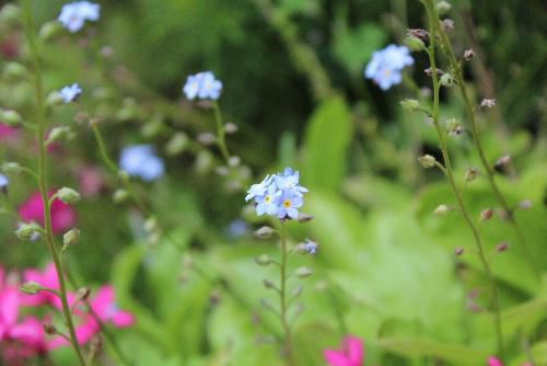 ワスレナグサが忘れられたように小さな青い花を咲かせています