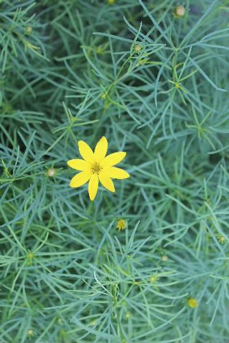 梅雨時の一時の晴れ間に黄色の花（イトパハルシャギク 糸葉春車菊）が鮮やかです