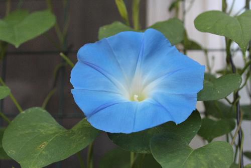 今年第１号の西洋アサガオが開花　夏を迎えるさわやかなブルー