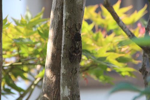 今年の夏はあまりセミの鳴き声が聞こえない中、庭のモミジの木に初めてセミをみつけた