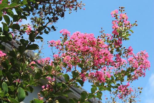 夏の終わり　猿も滑り落ちる木肌をもつサルスベリのピンクの花も終わりです