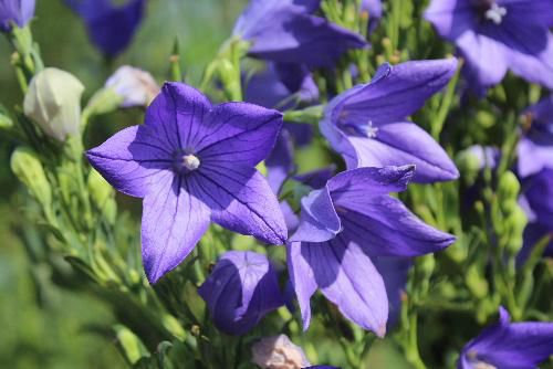 お盆花「キキョウ、カルカヤ、オミナエシ」の一つキキョウが鮮やかな青紫の花をつけています