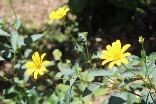 烏帽子山八幡宮前の土手に黄色い花　いよいよ今日、明日と赤湯温泉ふるさとまつり
