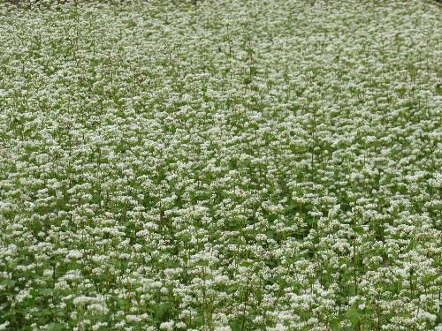 一面のソバ畑に真っ白な花　まもなく新そばがでますね～