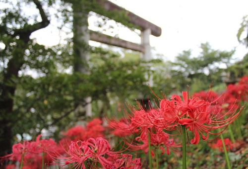 曇り空の中　赤湯小３年が烏帽子山公園の桜への施肥作業　八幡宮大鳥居そばにはヒガンバナが咲き誇る