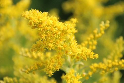 道ばたや野原に咲く鮮やかな秋を彩る黄色の野草の花　セイタカアワダチソウ
