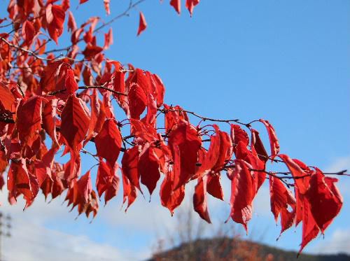 小田和正の歌から「夏と冬の間に秋をおきました　だから秋はちゅうと半端なのです・・・」　ススキと紅葉の秋の共演