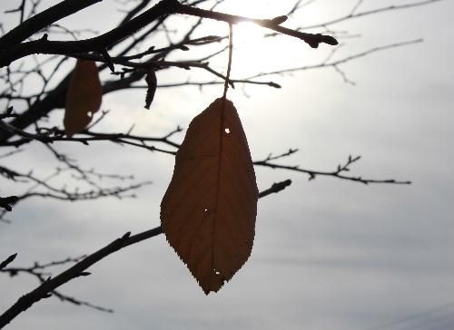 冷たい風が吹きはじめ、落ち葉がカラカラと舞う　この季節になると思い出す詩「ゆずり葉」