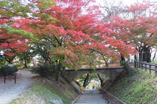 今年の紅葉は色づきが悪い気が？　烏帽子山公園に登ってみました