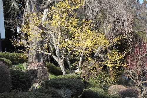 陽光に誘われて　烏帽子山八幡宮参集殿前の庭のサンシュユが鮮やかな黄色に輝いている