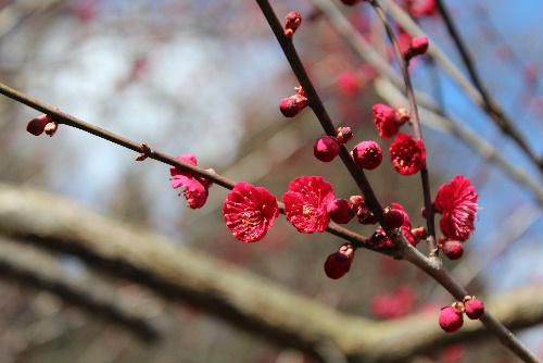 烏帽子山八幡宮参集殿前に鮮やかに紅い寒梅が咲いています　