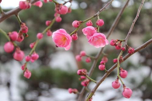 結城豊太郎記念館のしだれ梅が咲きました