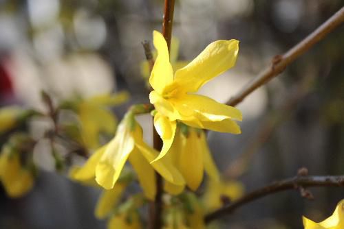 暖かさに誘われてレンギョウが咲き始めた。レンギョウの開花とともに山形県にもついに新型コロナが発生