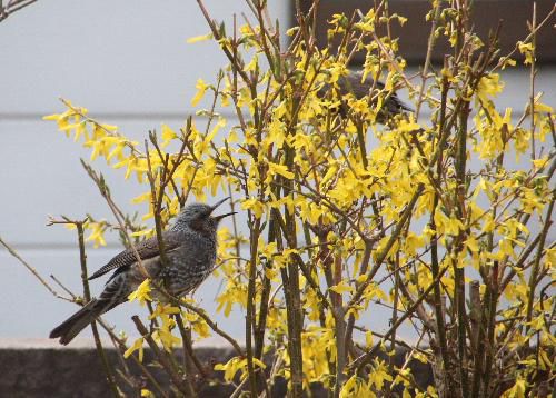 今日も花ドロボー　敵は「ヒヨドリ」　鳥が花を食べるのはかわいいけど花がなくなってきた