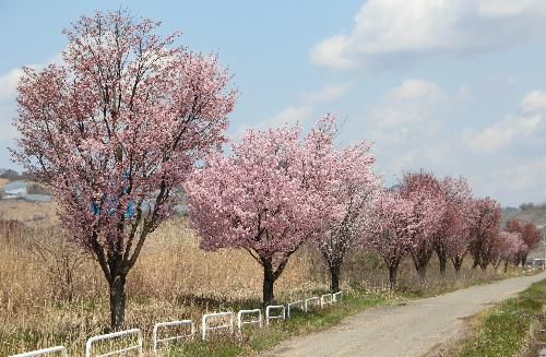 今日はネットで花見第1日目　国道13号バイパス側道沿いの数百本の桜　散り始めています