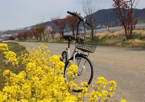 ネットで散歩　自転車にのって近所をぶらりと菜の花探訪