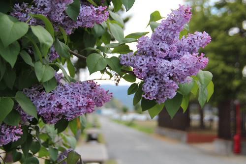 初夏を彩る紫色のライラックも花が間もなく終わりです　