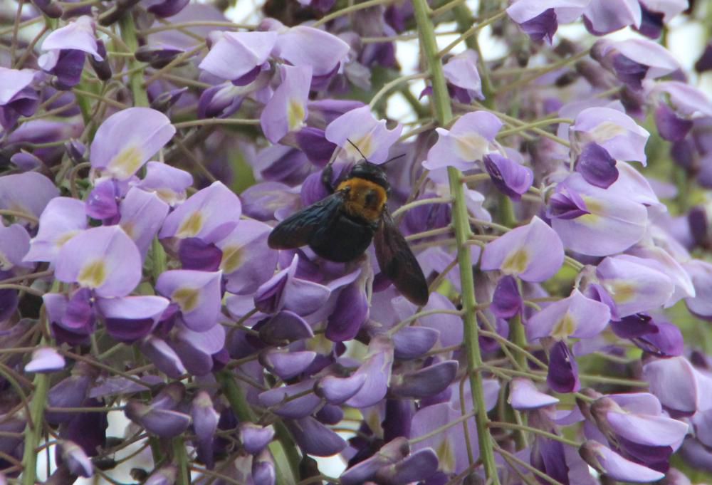 紫も鮮やかに　藤の花が咲き始め　クマバチも飛んでいます