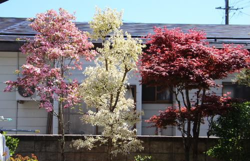 五月晴れ　庭の花木の緑　紅　白　ピンクの競演です