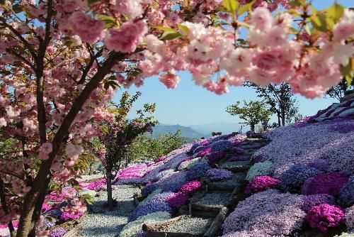秋葉山頂の見事な芝桜園をもう少しご案内します