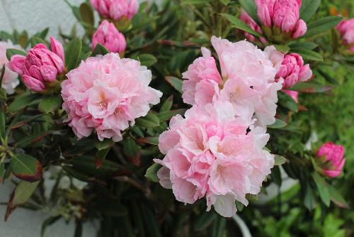 薄紅色のシャクナゲ　花言葉は「荘厳」　凛と咲く花で気持ちを落ち着かせてくれます