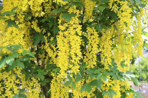 S氏の庭にあまり見ることができない鮮やかな黄色のフジが見事に咲いています