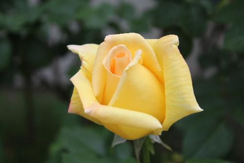 甘～い香りのする黄色のバラがようやく咲きました