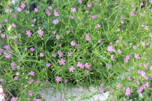 小さな花のカスミソウが咲きはじめました　今年も藤棚に巣づくりを始めたハトを迎えるようにピンクと白　紅白の花が咲いています