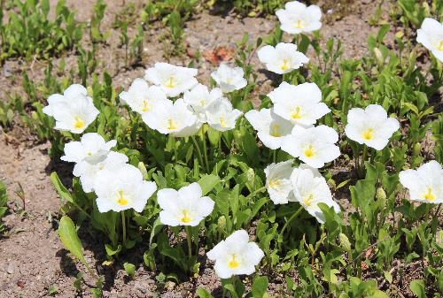 知人の庭に真っ白なギンパイソウが咲いていました　知人から我が家に昨年わずかな株をいただき移植しましたがまだ花が咲いていません
