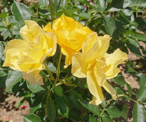 黄色のバラが鮮やかです　梅雨空にバラが似合うといいますが１８日の東根バラ園は良い天気でした